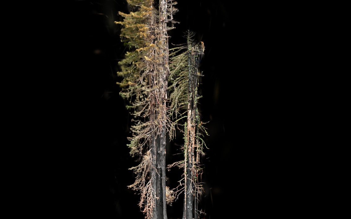 Redwood Wildfire Aftermath Demo - Interactive 3D reconstruction